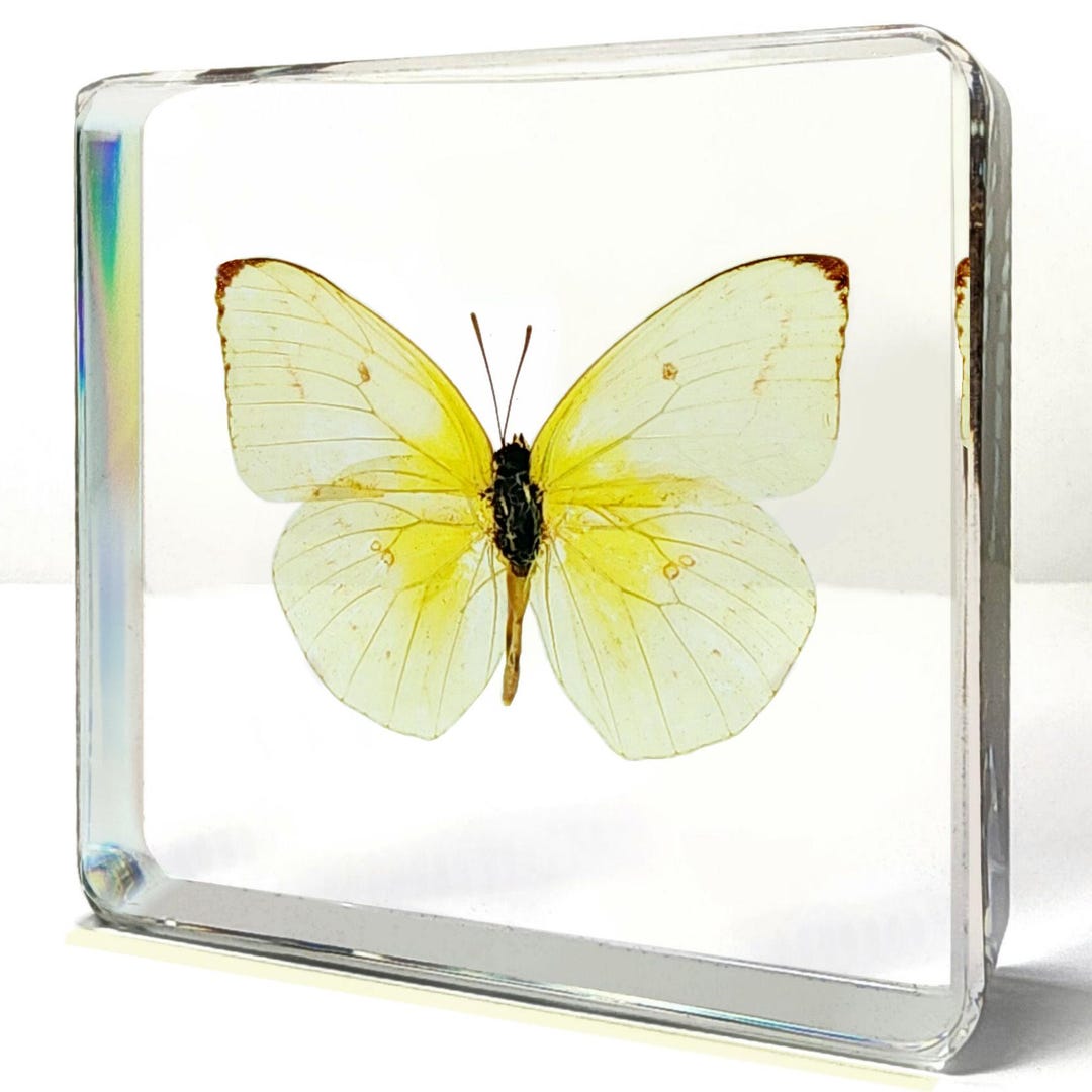 Lemon Emigrant Butterfly in Resin: Entomology Curiosities - Etsy