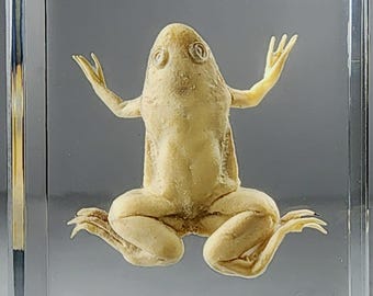 Albino African Clawed Frog In Resin, Oddities, Curiosities