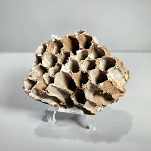 Giant Murder Hornet Nest w/stand, Natural Curiosities