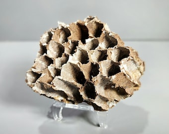 Giant Murder Hornet Nest w/stand, Natural Curiosities