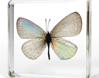 Tiny Butterfly in Resin, Real Pale Hedge Butterfly, Curiosities
