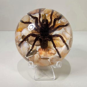 Large Spider in Dome with rocks, Real Spider in Resin, Oddities With Display Stand