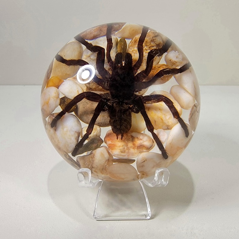 Large Spider in Dome with rocks, Real Spider in Resin, Oddities With Display Stand