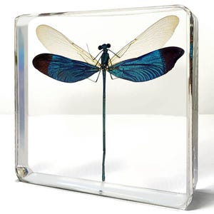 Metalwing Damselfly in Resin: Iridescent Insect Entomology Collection