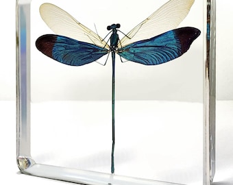 Metalwing Damselfly in Resin, Iridescent Insect Entomology Collection