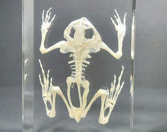 Large Bullfrog Skeleton in Resin, Frog Skeleton, Oddities Decor, Curiosities