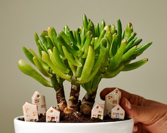 Handmade Miniature Ceramic House: DIY Terrarium Decor