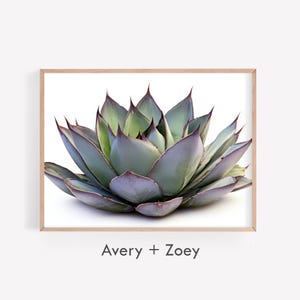 Contemporary Agave, Modern Desert Botanical Wall Décor, Southwestern Cactus Plant PRINTABLE Art, Modern Succulent Digital Download Art Print