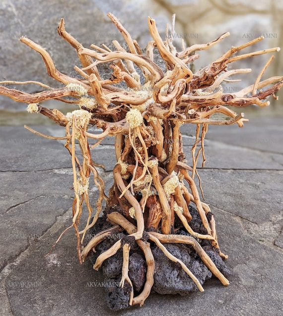 Bonsai Treibholz Baum, Aquarium Dekor, einzigartige Wurzeln - Etsy  sterreich
