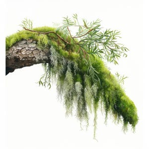 Puede incluir: Una pintura a la acuarela de una rama de árbol cubierta de musgo verde vibrante y líquenes colgantes de color verde claro. La rama también presenta pequeñas hojas verdes en forma de helecho, creando una ilustración botánica natural y detallada.