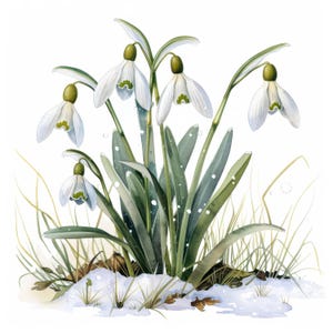 14 Beatiful Snowdrops Clipart Bundle Set, Spring Flowers, Printable Watercolor clipart, High Quality JPGs, Digital Paper craft, junk journal