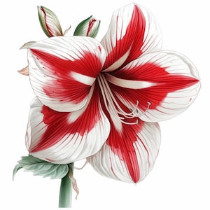 16 Amaryllis Flower Clipart Bundle, Floral Pot Illustrations, Printable Watercolor Clipart, High Quality JPG, Paper craft, Junk Journals