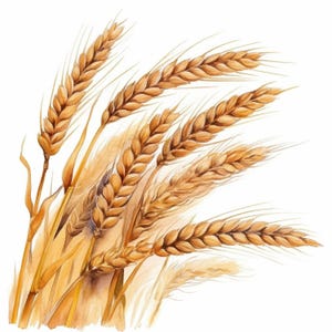 Könnte beinhalten: Aquarell-Illustration von Weizenähren in Gold- und Brauntönen. Der Weizen wird mit detaillierten Pinselstrichen dargestellt, die die Textur der Körner und Stängel hervorheben. Das Bild ist vor einem weißen Hintergrund platziert, der die natürlichen Farben des Weizens hervorhebt.