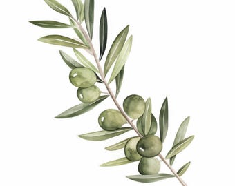 May include: Watercolor illustration of an olive branch with green olives and leaves. The branch is a light brown color, and the leaves and olives are various shades of green. The background is white.