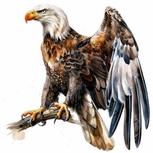 11 Eagle on Branch Clipart Bundle, Bald Eagle, Printable Watercolor clipart, High Quality JPG, Instant Digital download, Paper craft