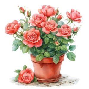 Pode incluir: Ilustração em aquarela de uma roseira em vaso com múltiplas rosas cor de coral em plena floração. O vaso de terracota assenta sobre uma superfície ladrilhada, com uma única rosa ao lado. Folhas e botões verdes também são visíveis.
