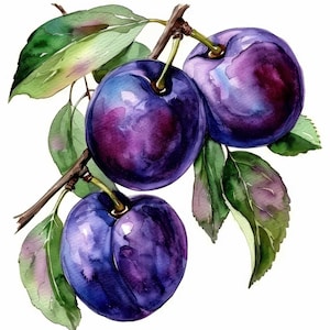 May include: Watercolor painting of three ripe plums on a branch with green leaves. The plums are a deep purple color with lighter purple and blue highlights. The leaves are green with hints of yellow and pink.