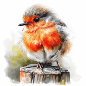 Bundle de 16 cliparts Robin, illustrations d'images d'oiseaux Robin, clipart aquarelle imprimable, JPG haute qualité, créations en papier, journaux indésirables