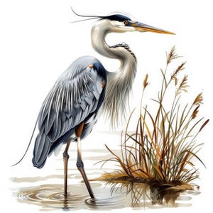 13 Heron at Water Clipart Bundle, Heron Bird Images Illustrations, Printable Watercolor Clipart, High Quality JPG, Paper craft, Junk Journal