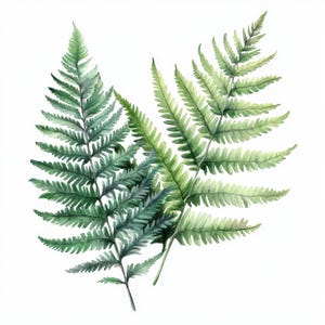 Bundle de cliparts de 23 feuilles de fougère forestière, fougère Clipart, clipart aquarelle imprimable, fichiers JPG de haute qualité, téléchargement numérique, créations en papier, journaux