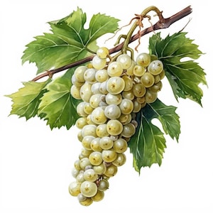 Paquete de 10 imágenes prediseñadas de uvas verdes, ilustraciones de racimos de uvas, imágenes prediseñadas de acuarela imprimibles, JPG de alta calidad, manualidades de papel, revistas basura