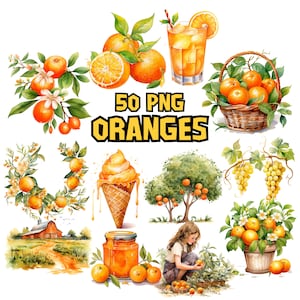 Watercolor Oranges Clipart Bundle Set | 50 Separate Orange Fruit PNG Graphics, Juice, Slice, Tree PNGs, Orange Illustrations, Commercial Use
