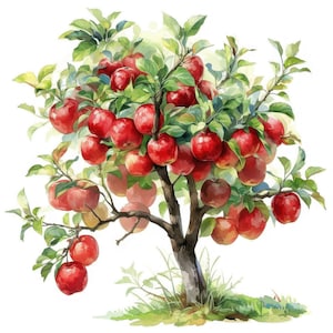 Op de afbeelding: Waterverfillustratie van een appelboom vol rijpe, rode appels. De boom heeft een bruine stam en groene bladeren, met appels in verschillende stadia van rijpheid. De illustratie staat tegen een witte achtergrond.