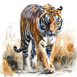 11 Majestic Tiger Walking Clipart Bundle, Watercolor Printable Tiger Image, High Quality JPG, Digital download, High resolution, Paper craft