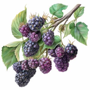 14 Blackberry with Branch Clipart Bundle, Printable Watercolor Berry Cliparts, High Quality JPG, Digital download, Paper craft, Junk Journal