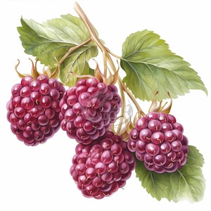 May include: Watercolor illustration of a branch of ripe blackberries. The berries are a deep reddish-purple color, with a textured surface. Green leaves and a brown stem complete the image, set against a white background.