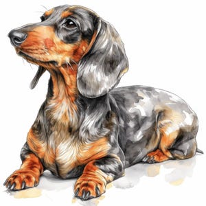 Pode incluir: Ilustração em aquarela de um cão Dachshund em uma pose relaxada. O cão tem uma pelagem preta e cinza com marcas marrons e laranja no rosto, peito e patas. O cão está deitado com a cabeça levantada, olhando para cima.