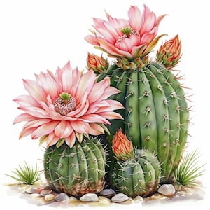Rosa bltenkaktus - Etsy.de