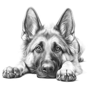 Op de afbeelding: Een gedetailleerde zwart-wit potloodtekening van een Duitse herdershond. De hond ligt, met zijn voorpoten uitgestrekt en zijn hoofd op de grond. De vacht van de hond is minutieus weergegeven, met textuur en schaduw.