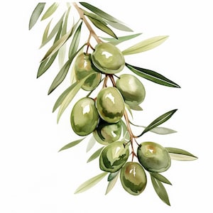 Op de afbeelding: Waterverfillustratie van een olijftak met groene olijven en bladeren. De olijven zijn heldergroen met subtiele schaduwen, en de bladeren zijn een mix van licht- en donkergroen. De afbeelding staat tegen een witte achtergrond.