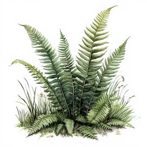 Bundle de 13 cliparts feuilles de forêt, images de fougères, clipart aquarelle imprimable, fichiers JPG de haute qualité, téléchargement numérique, créations en papier, journaux indésirables