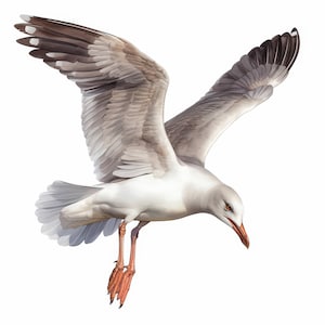Pacote de 15 clipart de gaivota voadora, imagens de gaivota, ilustrações, cliparts de aquarela para impressão, JPGs de alta qualidade, artesanato em papel, diário de lixo