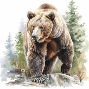 Bundle de 16 cliparts ours brun, illustrations d'images réalistes d'ours, clipart aquarelle imprimable, JPG de haute qualité, créations en papier, journal indésirable