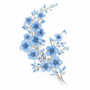 Op de afbeelding: Waterverfillustratie van een bloemstuk met trossen lichtblauwe bloemen met gele centra. De bloemen staan op dunne, bruine stelen met kleine groene bladeren, tegen een witte achtergrond.