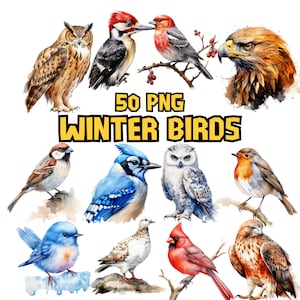 Bundle de cliparts aquarelle hiver oiseaux, ensemble de cliparts oiseaux saisonniers, geai bleu Images PNG, mésange, illustrations de moineau, usage Commercial