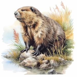 12 Beaver Clipart Bundle, Card Making Illustration, Printable Watercolor Animal Clipart, High Quality JPG, Digital download, Junk Journals