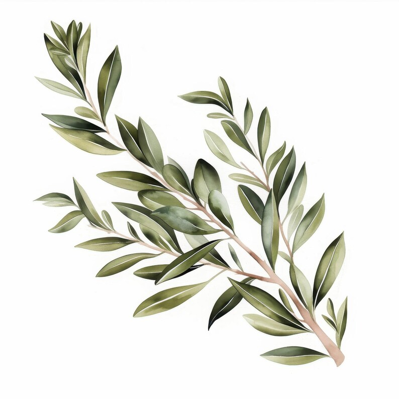 10 Olive Branch Clipart Bundle, Green Olive Leaves Illustration ...