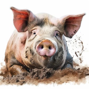 Può includere: Immagine ravvicinata di un maiale in una pozza di fango. Il maiale ha orecchie e grugno rosa, con fango schizzato intorno. Il maiale è rosa chiaro e coperto di fango.