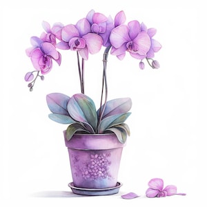 May include: Watercolour illustration of a potted orchid plant with purple flowers and green leaves. The orchid is in a purple pot with a matching saucer. A fallen flower and leaf are on the white background.