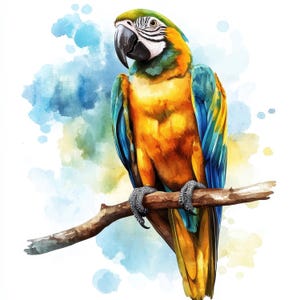 12 papagaio colorido no pacote de ilustrações clipart de galho, gráficos de aquarela para impressão, JPG de alta qualidade, artesanato em papel, fabricação de cartões