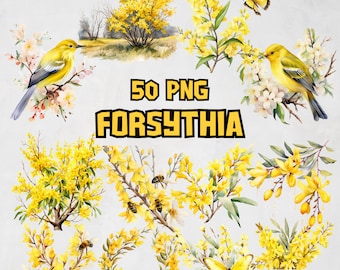 Watercolor Forsythia Clipart Bundle, Spring Flower Clipart Set, Yellow Flower PNG Graphics, Floral Bouquet Illustrations, Commercial Use