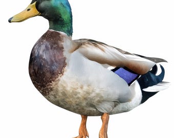 Pacote com 15 imagens de patos selvagens, ilustrações de patos-reais, clipart em aquarela para imprimir, JPG de alta qualidade, artesanato em papel, diários de arte