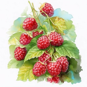 Paquete de 13 imágenes prediseñadas de arbustos de frambuesa, ilustraciones brillantes de frambuesa, imágenes prediseñadas de acuarela imprimibles, JPG de alta calidad, manualidades de papel, revistas basura