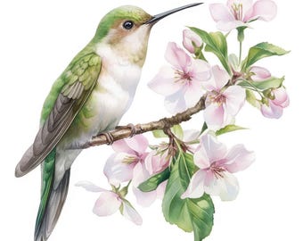 20 Blossom Hummingbird Clipart Set, Colibri Illustrations, Printable Watercolor Clipart, High Quality JPGs, Digital Download, Commercial Use