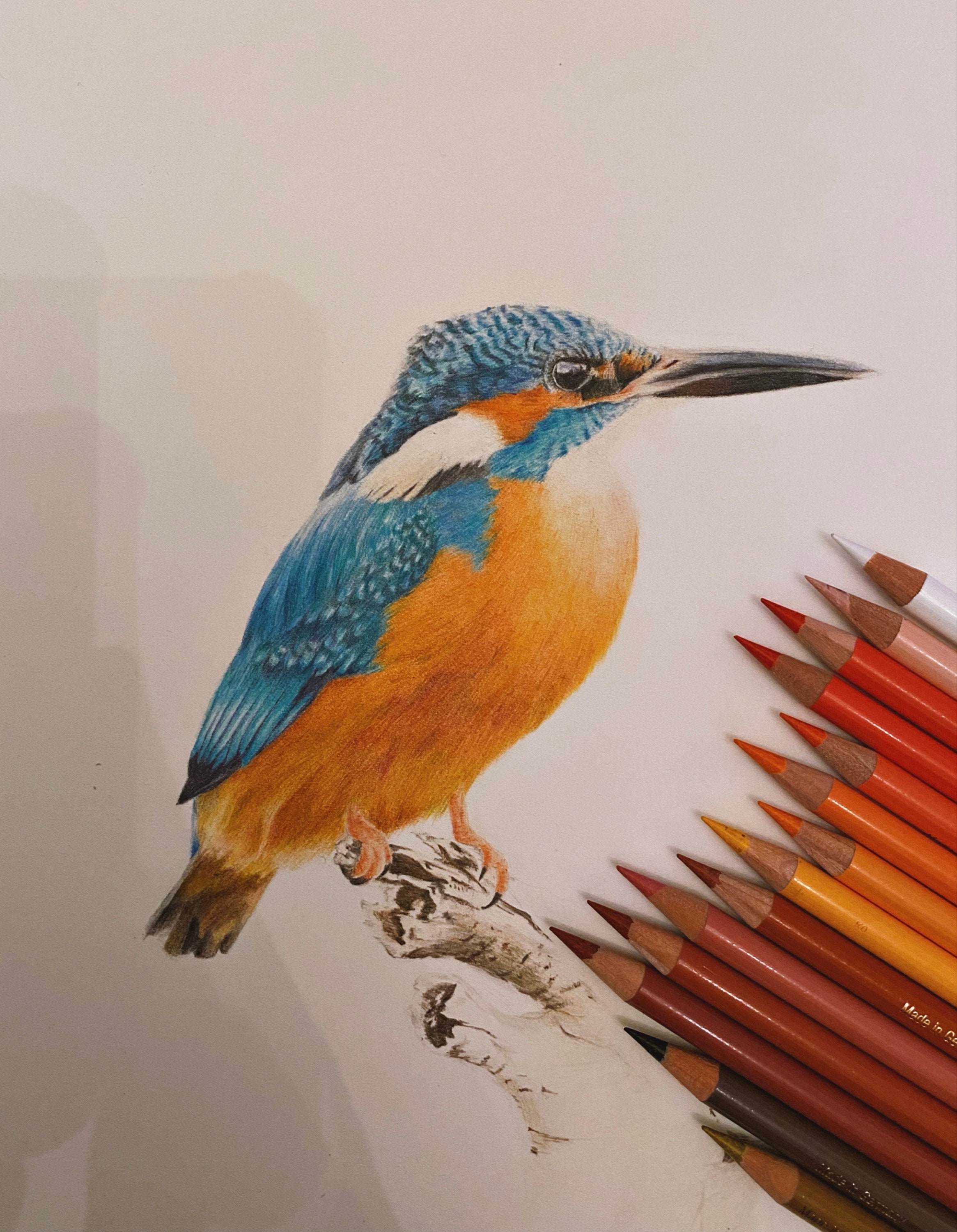 Color pencil art - Hems - Drawings & Illustration, Animals, Birds, & Fish,  Birds, Kingfisher - ArtPal