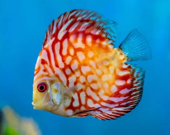 cool fish